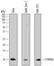 S100 Calcium Binding Protein A6 antibody, MAB7467, R&D Systems, Western Blot image 