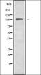 Rho GTPase Activating Protein 6 antibody, orb338659, Biorbyt, Western Blot image 