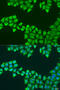 ATP Synthase Peripheral Stalk-Membrane Subunit B antibody, 23-076, ProSci, Immunofluorescence image 