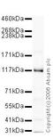 Heterogeneous Nuclear Ribonucleoprotein U antibody, ab20666, Abcam, Western Blot image 