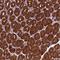 Dynactin Subunit 2 antibody, NBP1-85277, Novus Biologicals, Immunohistochemistry frozen image 