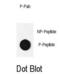 Cofilin 1 antibody, abx032106, Abbexa, Dot Blot image 