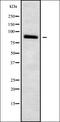 Hyperpolarization Activated Cyclic Nucleotide Gated Potassium Channel 3 antibody, orb338566, Biorbyt, Western Blot image 