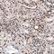 H2A Histone Family Member Y antibody, NBP2-61644, Novus Biologicals, Immunohistochemistry frozen image 