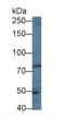 Trophinin antibody, LS-C374672, Lifespan Biosciences, Western Blot image 