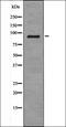 Phosphodiesterase 4D antibody, orb335966, Biorbyt, Western Blot image 