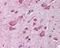 CUL-1 antibody, 49-412, ProSci, Immunohistochemistry frozen image 