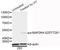 Mitogen-Activated Protein Kinase Kinase 4 antibody, STJ110871, St John