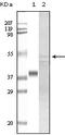 Glycogen Synthase Kinase 3 Alpha antibody, M03152, Boster Biological Technology, Western Blot image 