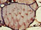 Contactin 6 antibody, CSB-PA891801LA01HU, Cusabio, Immunohistochemistry paraffin image 