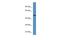 Tripartite Motif Containing 11 antibody, PA5-69231, Invitrogen Antibodies, Western Blot image 