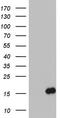 Interleukin 1 Receptor Antagonist antibody, TA803293, Origene, Western Blot image 