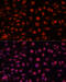 Nitric Oxide Synthase 3 antibody, 15-861, ProSci, Immunofluorescence image 