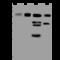 Chaperonin Containing TCP1 Subunit 3 antibody, 200730-T36, Sino Biological, Western Blot image 