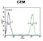 IKAROS Family Zinc Finger 1 antibody, abx025640, Abbexa, Western Blot image 