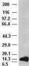 Heparin-binding growth factor 1 antibody, M00206, Boster Biological Technology, Western Blot image 