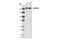 Lysine Demethylase 3B antibody, 3314S, Cell Signaling Technology, Western Blot image 