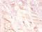 Plasminogen Activator, Urokinase antibody, CSB-PA14319A0Rb, Cusabio, Immunohistochemistry frozen image 