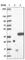 Uncharacterized protein C1orf183 antibody, HPA027809, Atlas Antibodies, Western Blot image 