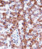 Adrenoceptor Alpha 2C antibody, 57-834, ProSci, Immunohistochemistry paraffin image 
