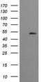 Cbl Proto-Oncogene C antibody, CF505052, Origene, Western Blot image 
