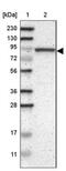 Consortin, Connexin Sorting Protein antibody, NBP1-90702, Novus Biologicals, Western Blot image 