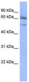 NFKB Inhibitor Epsilon antibody, TA343475, Origene, Western Blot image 