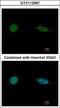 SAP30 Binding Protein antibody, GTX112067, GeneTex, Immunocytochemistry image 