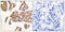 BCL2 Associated Agonist Of Cell Death antibody, 79-807, ProSci, Immunohistochemistry frozen image 