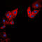 Collagen Type V Alpha 1 Chain antibody, LS-C352025, Lifespan Biosciences, Immunofluorescence image 
