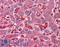 Alpha-2-Macroglobulin antibody, LS-B3119, Lifespan Biosciences, Immunohistochemistry paraffin image 