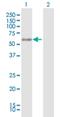 General Transcription Factor IIE Subunit 1 antibody, H00002960-D01P, Novus Biologicals, Western Blot image 