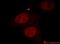Cbl Proto-Oncogene Like 1 antibody, 21179-1-AP, Proteintech Group, Immunofluorescence image 
