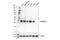 Apolipoprotein B MRNA Editing Enzyme Catalytic Subunit 3B antibody, 41494S, Cell Signaling Technology, Western Blot image 