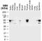 TNF Receptor Associated Factor 4 antibody, NB100-56177, Novus Biologicals, Western Blot image 