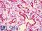 Microtubule-associated protein 4 antibody, LS-B11054, Lifespan Biosciences, Immunohistochemistry paraffin image 