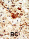 EPH Receptor A1 antibody, 63-037, ProSci, Immunohistochemistry paraffin image 