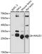 HAUS Augmin Like Complex Subunit 1 antibody, 16-894, ProSci, Western Blot image 