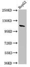 Contactin-6 antibody, CSB-PA891801LA01HU, Cusabio, Western Blot image 