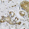Neutrophil Cytosolic Factor 4 antibody, 18-497, ProSci, Immunohistochemistry paraffin image 