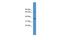 Elongation Factor For RNA Polymerase II 2 antibody, PA5-41530, Invitrogen Antibodies, Western Blot image 