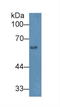 Heparanase antibody, LS-C731170, Lifespan Biosciences, Western Blot image 