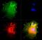 NUMB Endocytic Adaptor Protein antibody, PA1-32452, Invitrogen Antibodies, Immunofluorescence image 