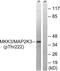 Mitogen-Activated Protein Kinase Kinase 3 antibody, LS-C199213, Lifespan Biosciences, Western Blot image 