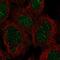 Zinc Finger Protein 212 antibody, HPA054178, Atlas Antibodies, Immunofluorescence image 