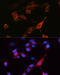 Solute Carrier Family 3 Member 2 antibody, 19-804, ProSci, Immunofluorescence image 