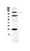 Nuclear Factor Of Activated T Cells 3 antibody, PA5-79734, Invitrogen Antibodies, Western Blot image 