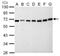 Nucleoporin 62 antibody, NBP1-32177, Novus Biologicals, Western Blot image 