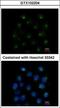 Secretion Associated Ras Related GTPase 1A antibody, GTX102204, GeneTex, Immunocytochemistry image 