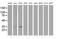 Annexin A3 antibody, MA5-25342, Invitrogen Antibodies, Western Blot image 